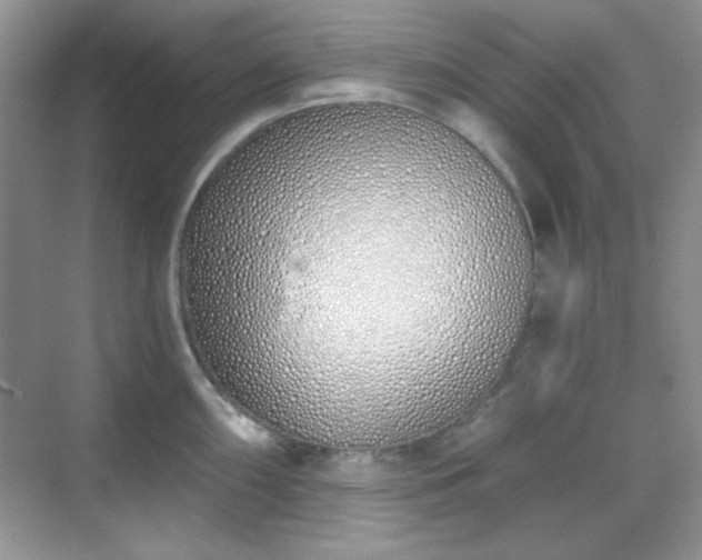 X0000069401098200605151012