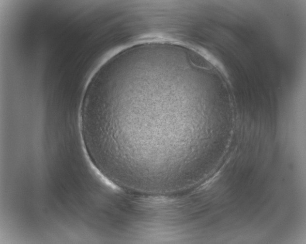X0000069401239200605151010