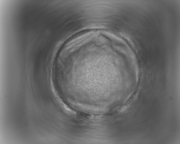 X0000069400145200605262152