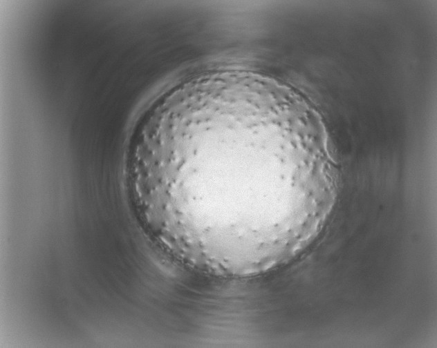 X0000069400293200605262150