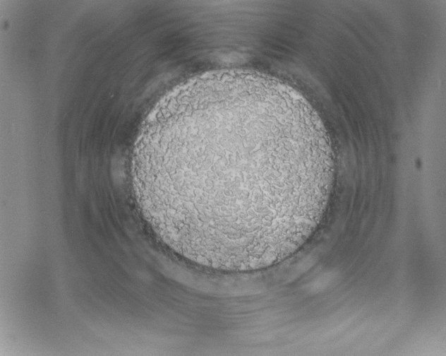 X0000069400032200606021708