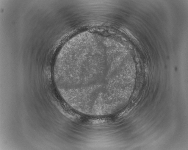 X0000069400500200606021700