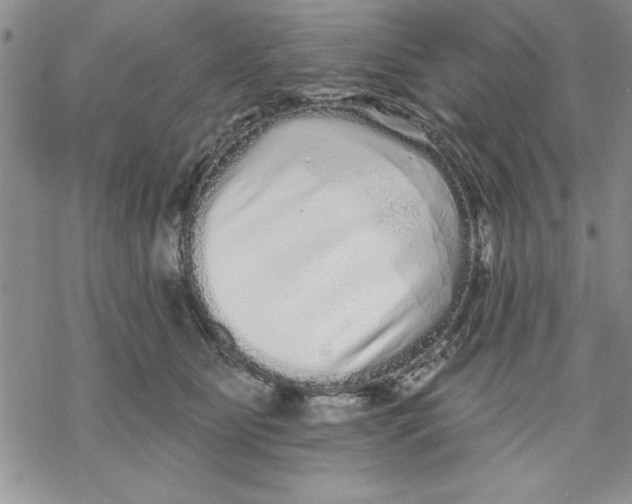X0000069400515200606021700