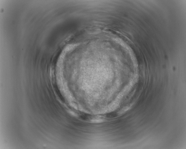X0000069400527200606021659
