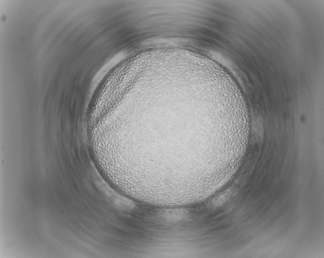 X0000069401090200606021650