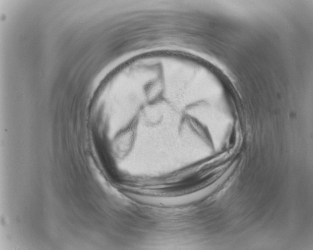 X0000069401534200606021644