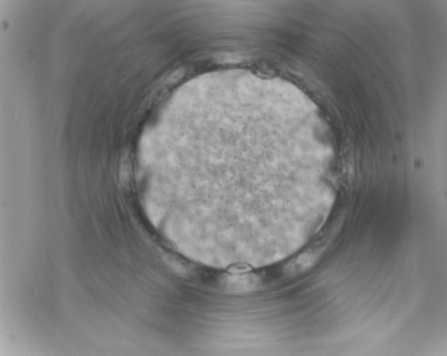 X0000069400277200606091749