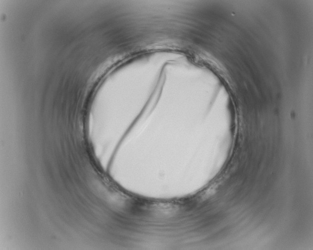 X0000069400298200606091748