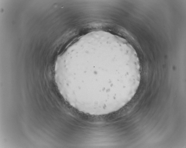 X0000069400313200606091748