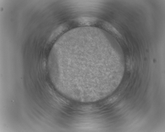 X0000069400314200606091748