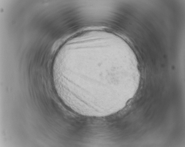 X0000069400337200606091747