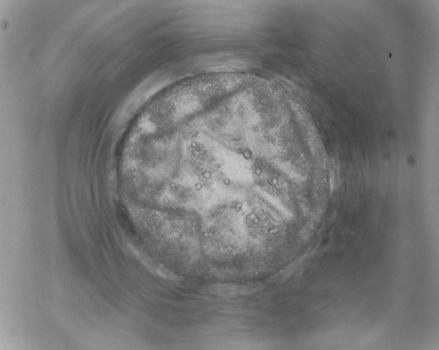 X0000069400339200606091747