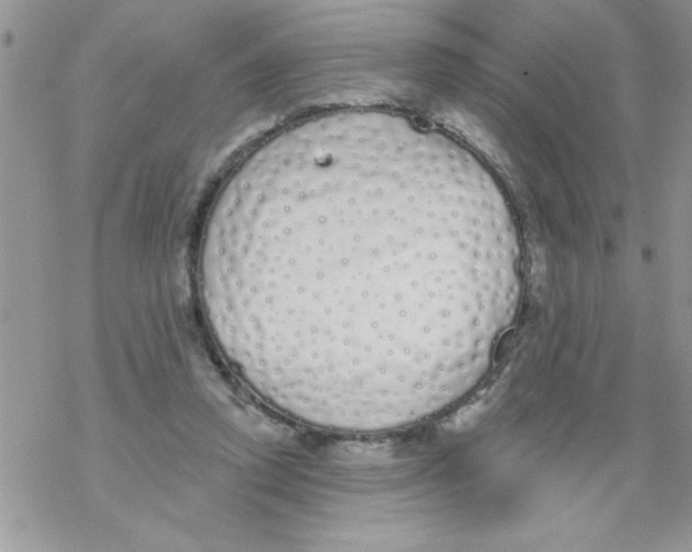 X0000069400354200606091747