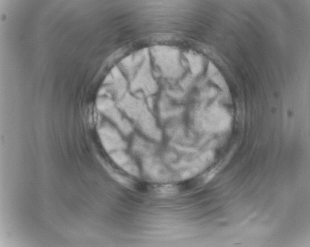 X0000069400383200606091748