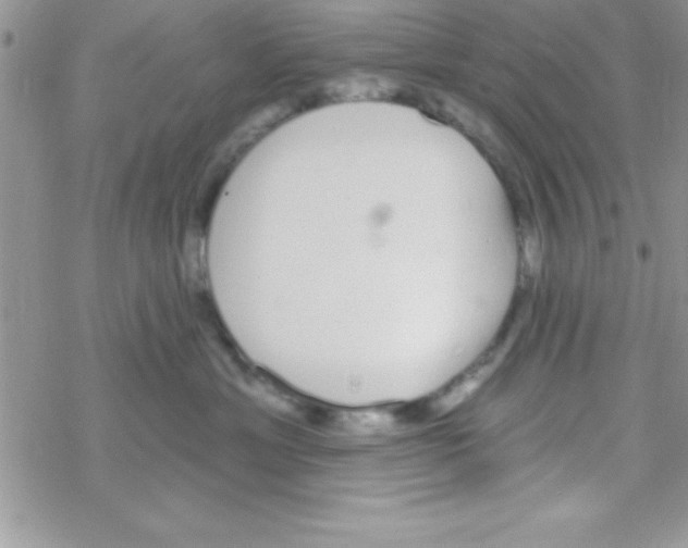 X0000069400429200606091746