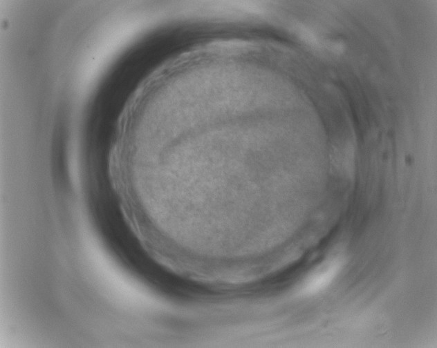 X0000069400431200606091746