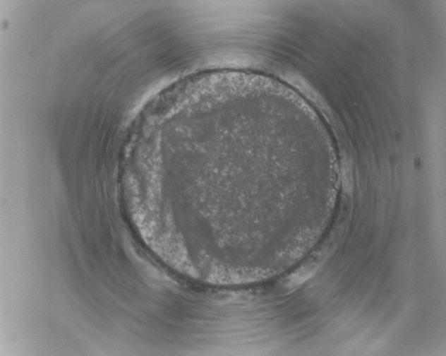 X0000069400434200606091745