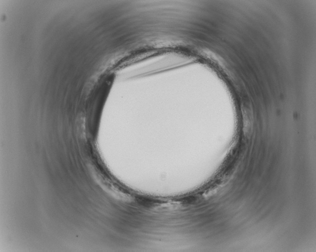 X0000069400447200606091745