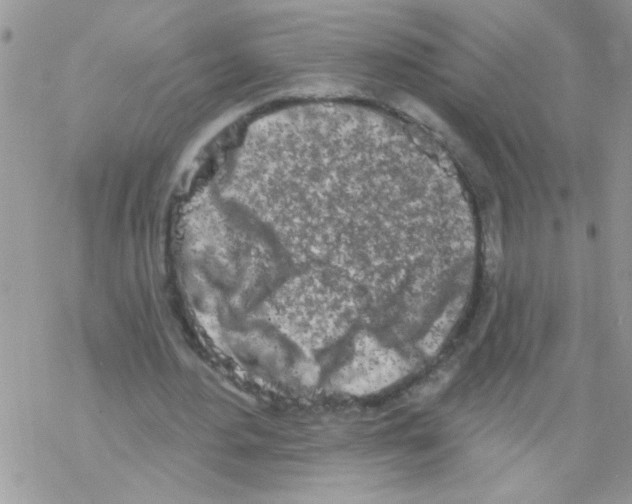 X0000069400484200606091745