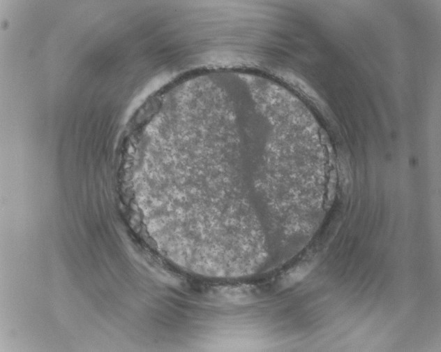 X0000069400488200606091745