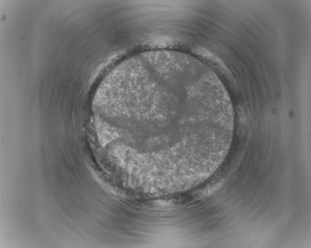 X0000069400496200606091745