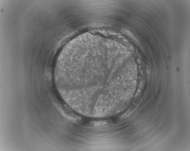 X0000069400500200606091745