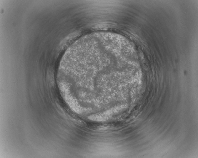 X0000069400504200606091745