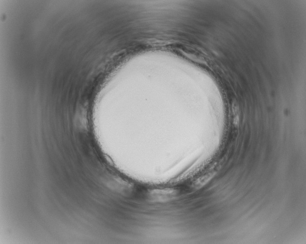 X0000069400515200606091745