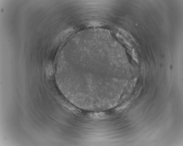 X0000069400517200606091745