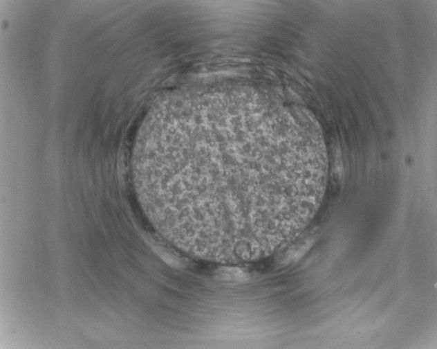 X0000069400519200606091745