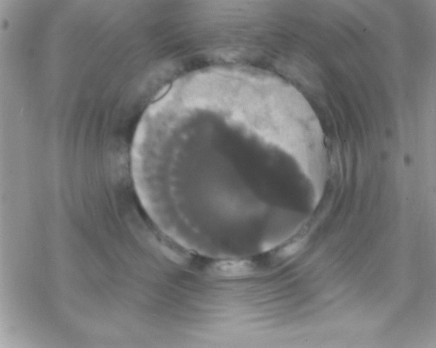 X0000069400526200606091744