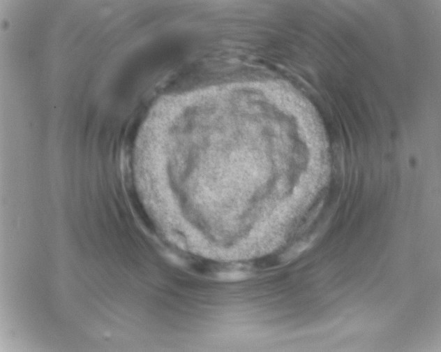 X0000069400527200606091744