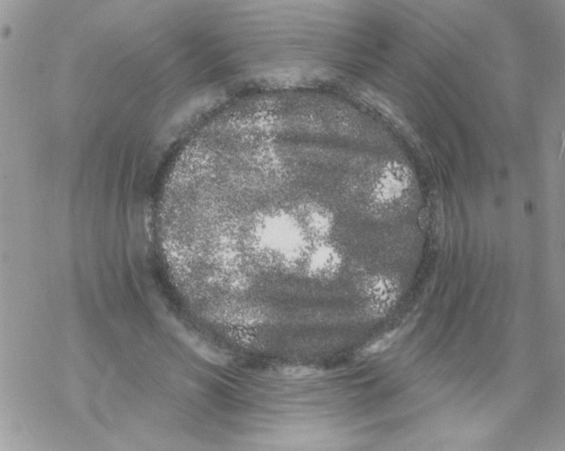 X0000069400590200606091743