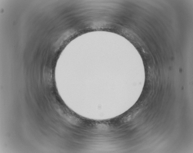 X0000069400592200606091743