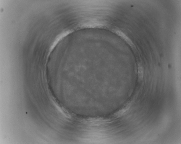 X0000069400626200606091742