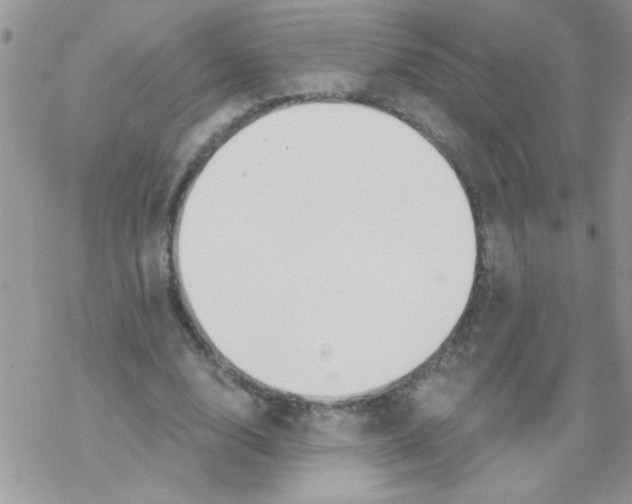 X0000069400632200606091742