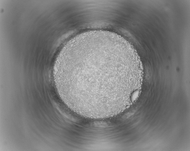 X0000069400636200606091742