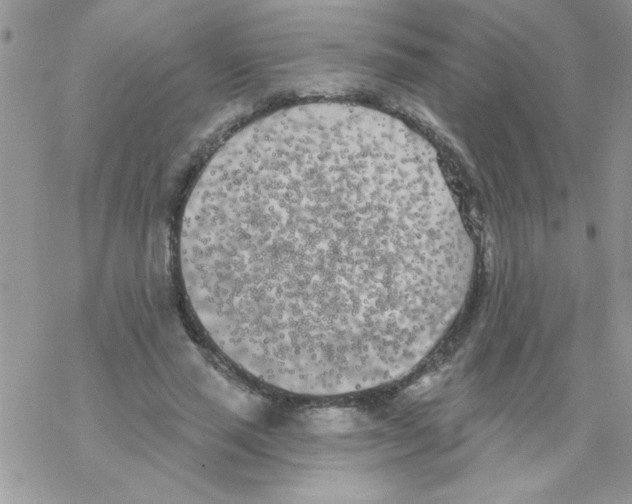 X0000069400637200606091742