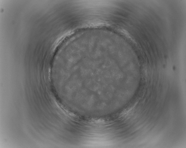 X0000069400640200606091742