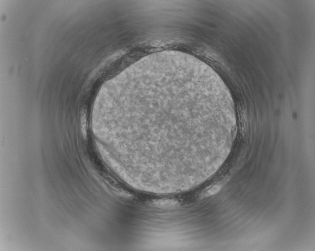 X0000069400644200606091742