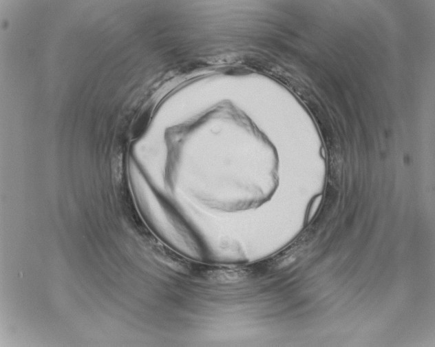 X0000069400652200606091743