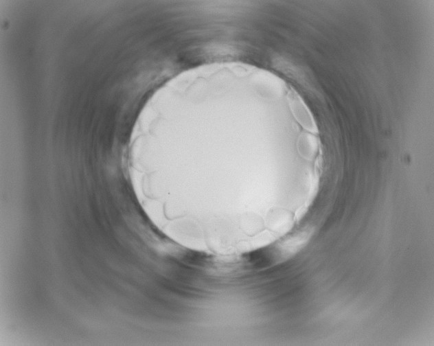 X0000069400672200606091743