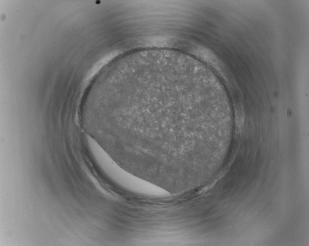 X0000069400674200606091742