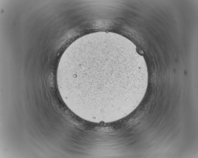 X0000069400689200606091742