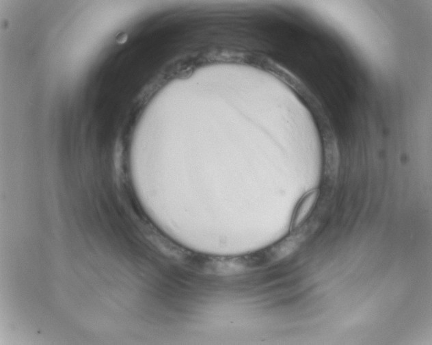 X0000069400765200606091741