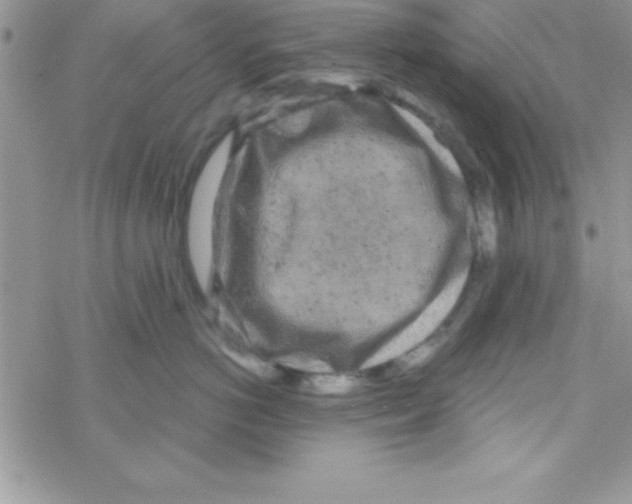 X0000069400766200606091741