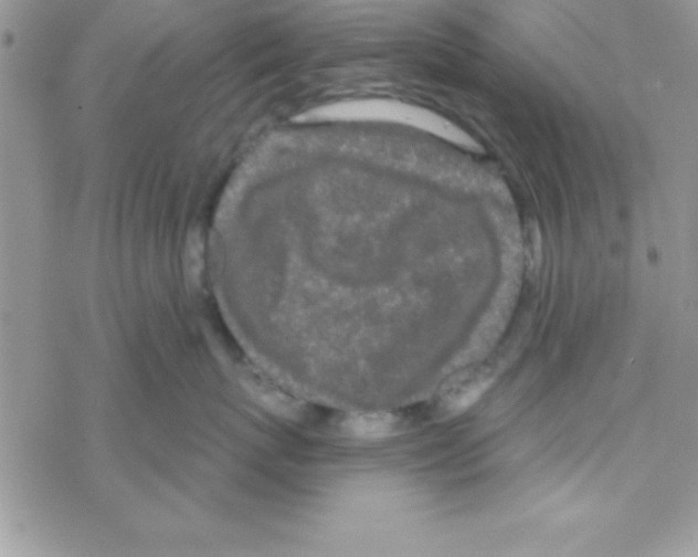 X0000069400767200606091741