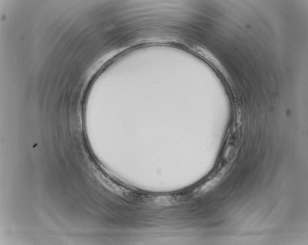 X0000069400787200606091740