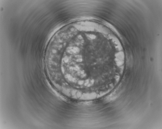 X0000069400810200606091740