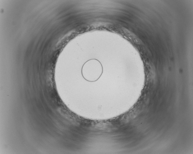 X0000069400824200606091739